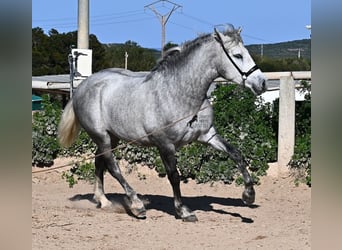 PRE, Hengst, 2 Jahre, 154 cm, Schimmel