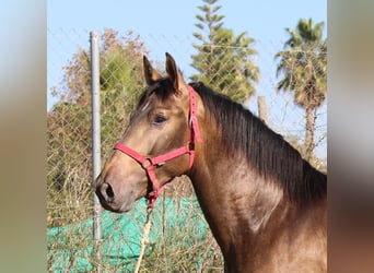 PRE Mix, Hengst, 2 Jahre, 155 cm, Buckskin