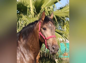 PRE Mix, Hengst, 2 Jahre, 155 cm, Buckskin