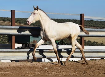PRE, Hengst, 2 Jahre, 155 cm, Pearl