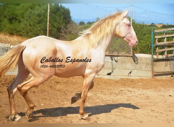 PRE Mix, Hengst, 2 Jahre, 155 cm, Perlino