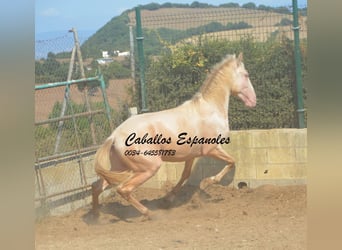 PRE Mix, Hengst, 2 Jahre, 155 cm, Perlino