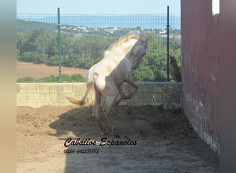 PRE Mix, Hengst, 2 Jahre, 155 cm, Perlino