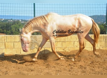 PRE Mix, Hengst, 2 Jahre, 155 cm, Perlino