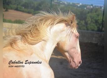 PRE Mix, Hengst, 2 Jahre, 155 cm, Perlino