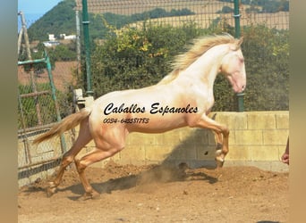 PRE Mix, Hengst, 2 Jahre, 155 cm, Perlino