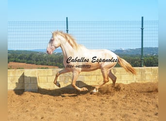 PRE Mix, Hengst, 2 Jahre, 155 cm, Perlino