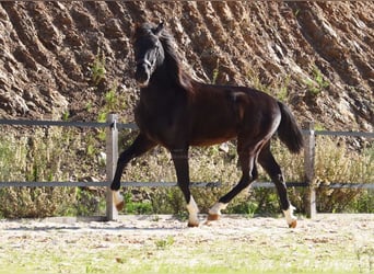 PRE, Hengst, 2 Jahre, 155 cm, Rappe