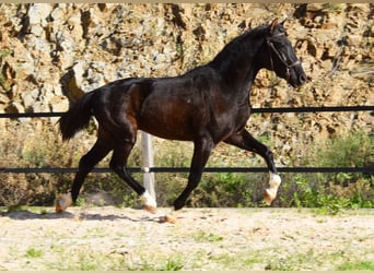 PRE, Hengst, 2 Jahre, 155 cm, Rappe