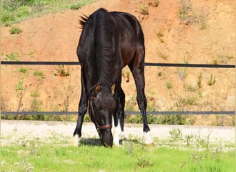 PRE, Hengst, 2 Jahre, 155 cm, Rappe