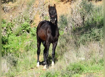 PRE, Hengst, 2 Jahre, 155 cm, Rappe