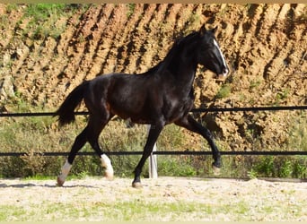 PRE, Hengst, 2 Jahre, 155 cm, Rappe