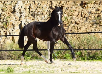 PRE, Hengst, 2 Jahre, 155 cm, Rappe