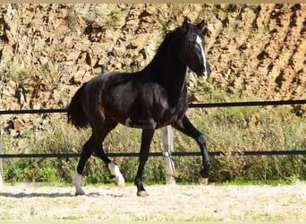 PRE, Hengst, 2 Jahre, 155 cm, Rappe