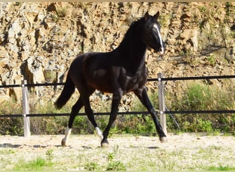 PRE, Hengst, 2 Jahre, 155 cm, Rappe