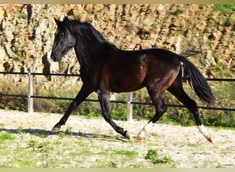 PRE, Hengst, 2 Jahre, 155 cm, Rappe