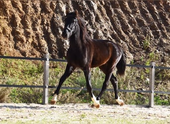 PRE, Hengst, 2 Jahre, 155 cm, Rappe