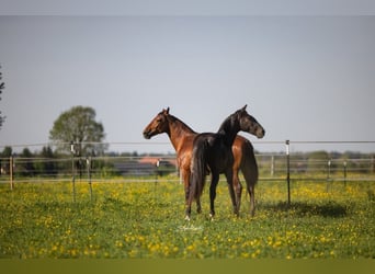 PRE Mix, Hengst, 2 Jahre, 155 cm, Rappe