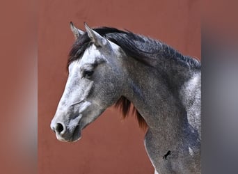 PRE Mix, Hengst, 2 Jahre, 155 cm, Schimmel