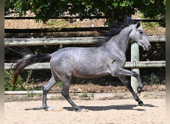 PRE Mix, Hengst, 2 Jahre, 155 cm, Schimmel
