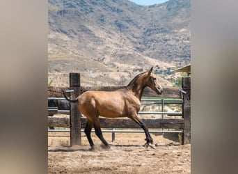PRE, Hengst, 2 Jahre, 156 cm, Buckskin