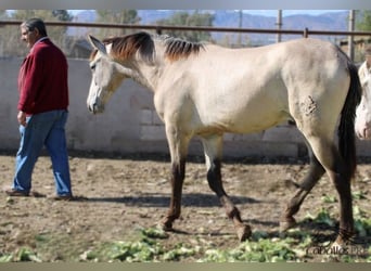 PRE, Hengst, 2 Jahre, 156 cm, Buckskin