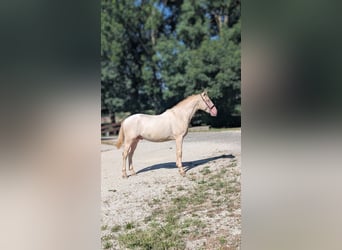 PRE Mix, Hengst, 2 Jahre, 156 cm, Perlino