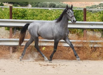PRE, Hengst, 2 Jahre, 156 cm, Schimmel