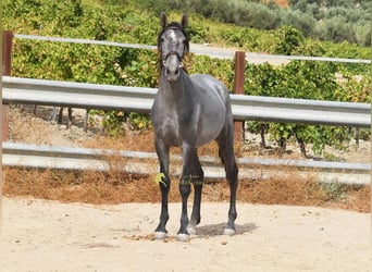 PRE, Hengst, 2 Jahre, 156 cm, Schimmel