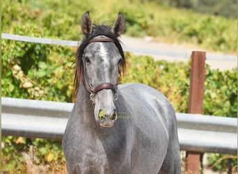 PRE, Hengst, 2 Jahre, 156 cm, Schimmel