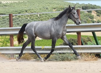 PRE, Hengst, 2 Jahre, 156 cm, Schimmel