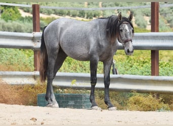 PRE, Hengst, 2 Jahre, 156 cm, Schimmel