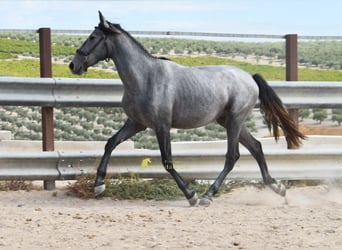 PRE, Hengst, 2 Jahre, 156 cm, Schimmel