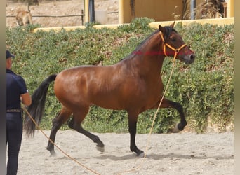 PRE, Hengst, 2 Jahre, 157 cm, Brauner