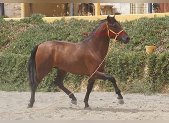 PRE, Hengst, 2 Jahre, 157 cm, Brauner