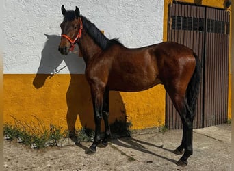 PRE, Hengst, 2 Jahre, 157 cm, Brauner