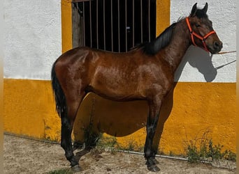 PRE, Hengst, 2 Jahre, 157 cm, Brauner