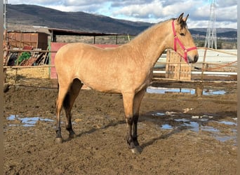 PRE, Hengst, 2 Jahre, 157 cm, Falbe