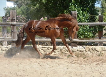 PRE, Hengst, 2 Jahre, 157 cm, Fuchs