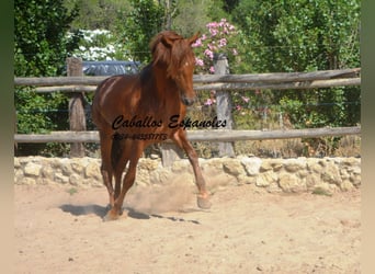 PRE, Hengst, 2 Jahre, 157 cm, Fuchs
