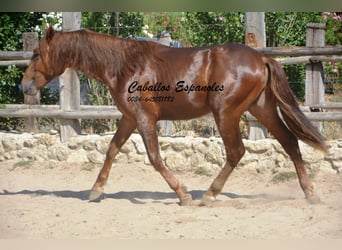 PRE, Hengst, 2 Jahre, 157 cm, Fuchs