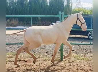 PRE, Hengst, 2 Jahre, 157 cm, Perlino