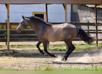 PRE, Hengst, 2 Jahre, 157 cm, Schimmel