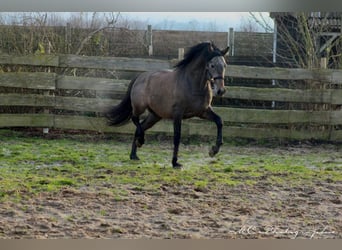 PRE, Hengst, 2 Jahre, 157 cm, Schimmel