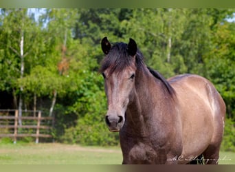 PRE, Hengst, 2 Jahre, 157 cm, Schimmel