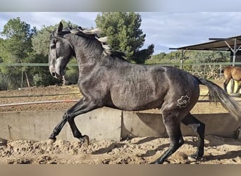 PRE, Hengst, 2 Jahre, 158 cm, Blauschimmel