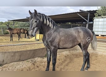 PRE, Hengst, 2 Jahre, 158 cm, Blauschimmel