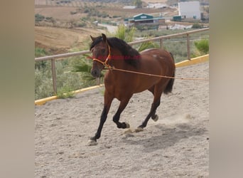 PRE Mix, Hengst, 2 Jahre, 158 cm, Brauner