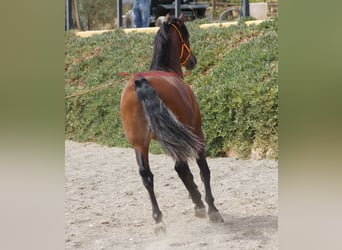 PRE Mix, Hengst, 2 Jahre, 158 cm, Brauner