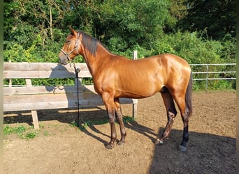 PRE, Hengst, 2 Jahre, 158 cm, Brauner